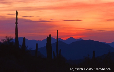 Saguaro Kaktus Saguaro nat park Arizona USA