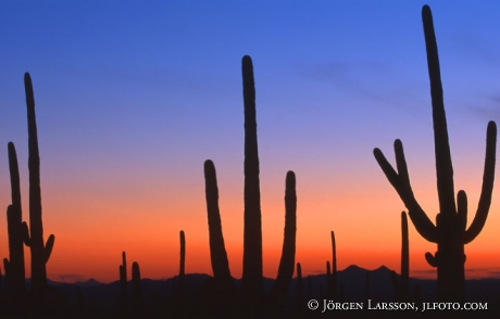 Saguaro Kaktus Saguaro nat park Arizona USA