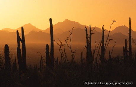 Saguaro nat park Arizona USA