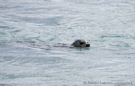 Seal in Jökulsarlón Iceland