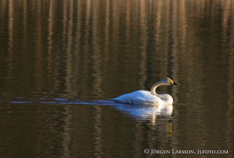 Cygnus columbianus