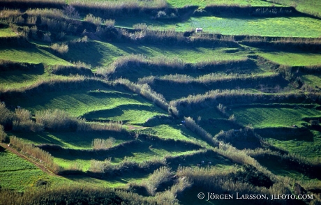 Sao Miguel Azorerna