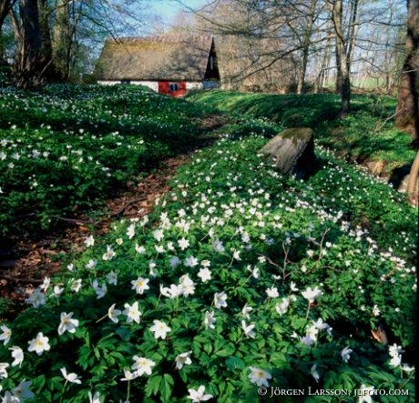 Skåne