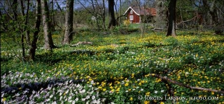 Sommarhus Småland