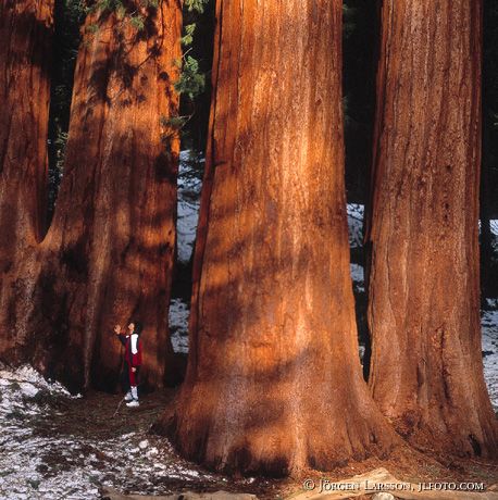 Sequoia National Park Californien