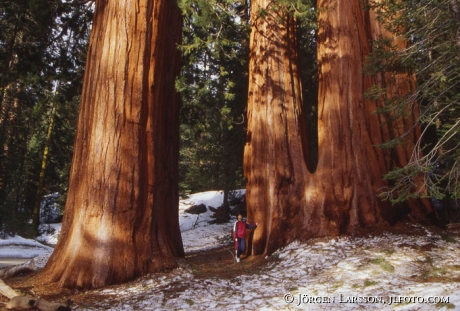 Sequoiaträd Sequoia nat park California USA