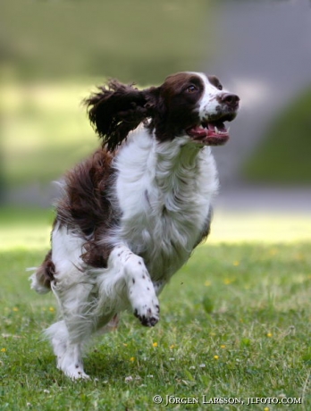 Springel spaniel   Dog