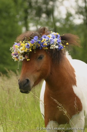 Shettis med blomsterkrans