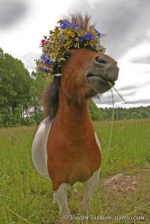 Shettis med blomsterkrans