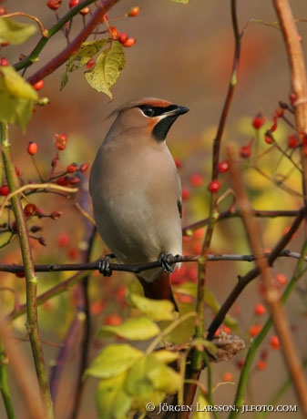 Bombycilla garrulus