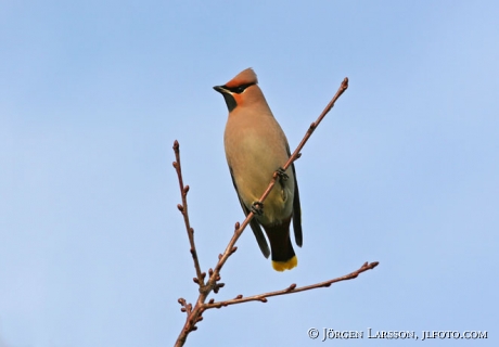 Bombycilla garrulus