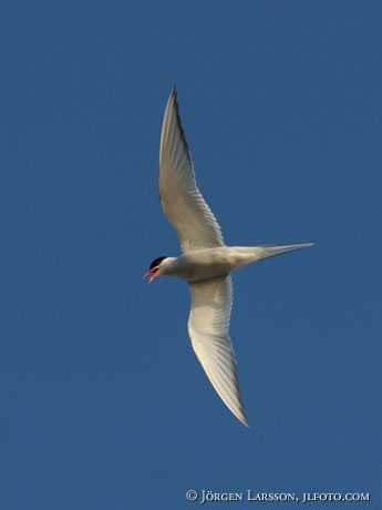 Tern Sterna paradisara