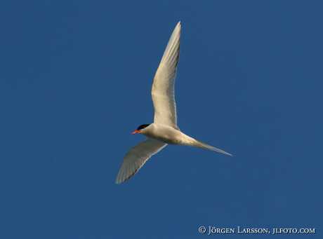 Tern Sterna paradisara