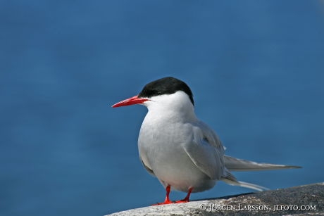 Sterna paradisaea