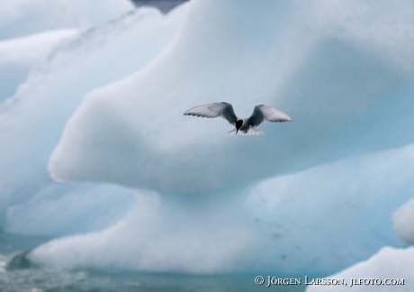 Tern Iceland