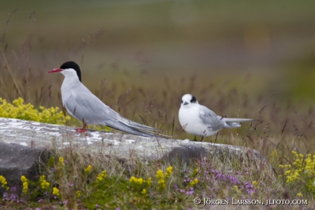 Tern Iceland