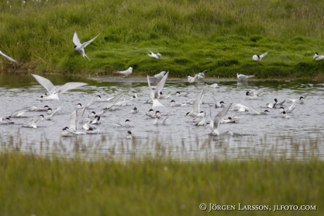 Tern Iceland