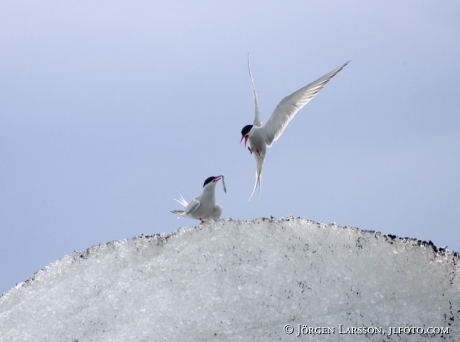 Tern Iceland