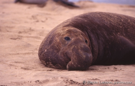 Seaelephant California USA