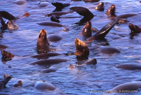 Sealion Monterey California USA