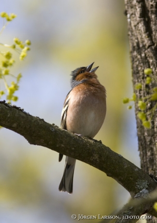 Fringilla coelebs