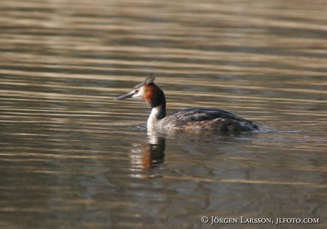 Podiceps cristatus