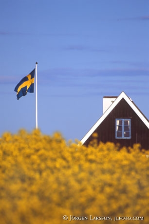 Skånegård Rapsfält Svenska flaggan