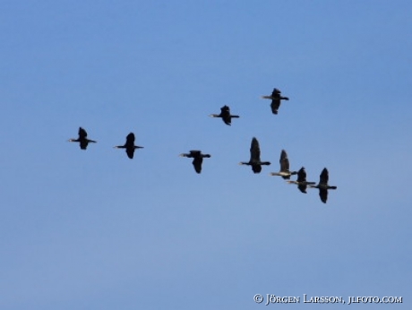 Phalacrocoracidae