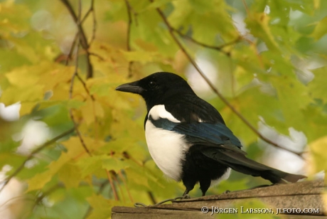 Magpie