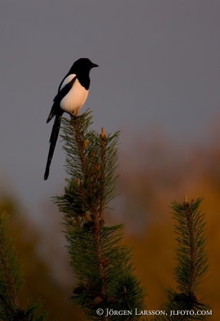 Magpie