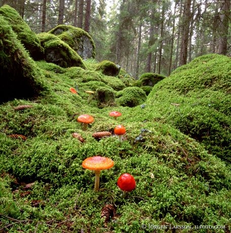 Skog Simonstorp Östergötland