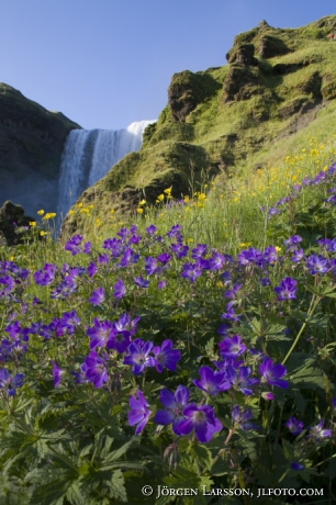 Skogafoss Island midsommarblomster