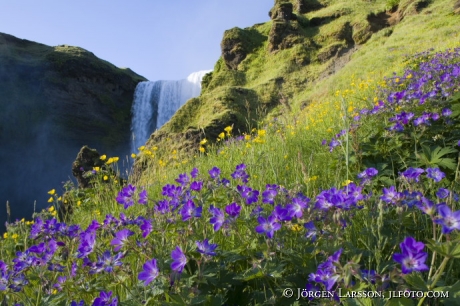 Skogafoss Island midsommarblomster