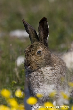 Hare Stora Karlso Gotland Sweden