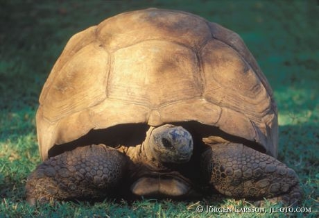 Turtle Kenya