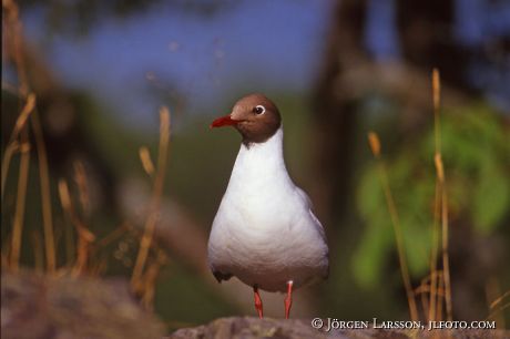 Larus ridibundus