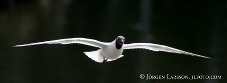 Black headed gull Larus ridibundus seagull 