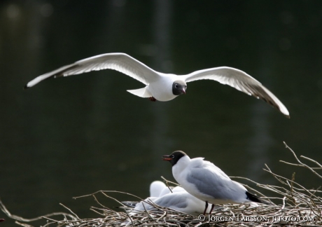 Black-headed gull