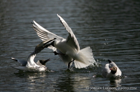 Black-headed gull