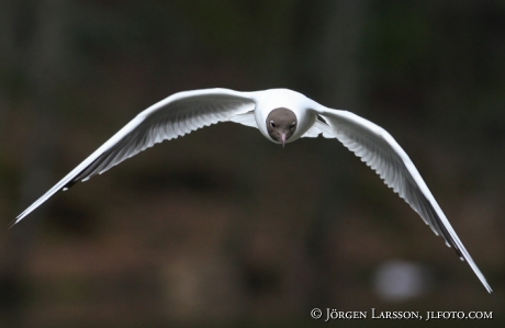 Black-headed gull