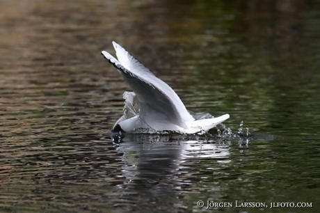 Black-headed gull