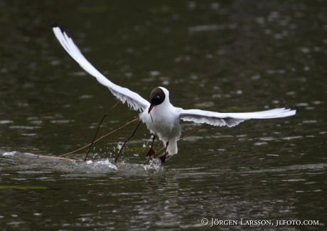 Black-headed gull