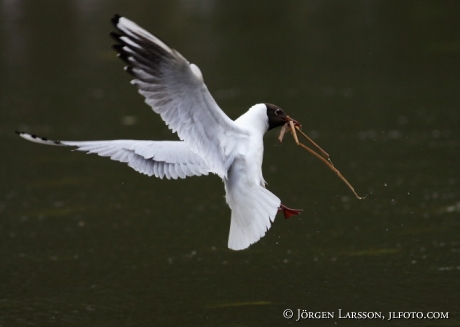 Black-headed gull