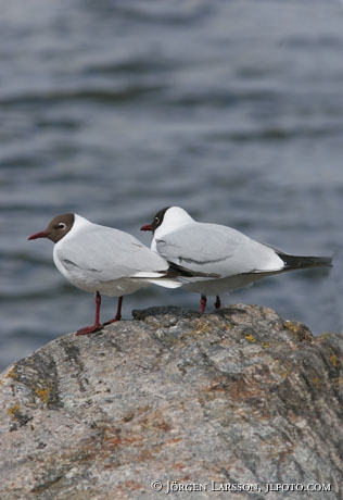 Larus ridibundus