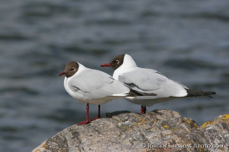 Larus ridibundus