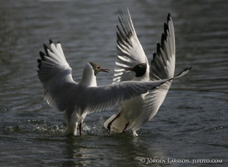 Black-headed gull