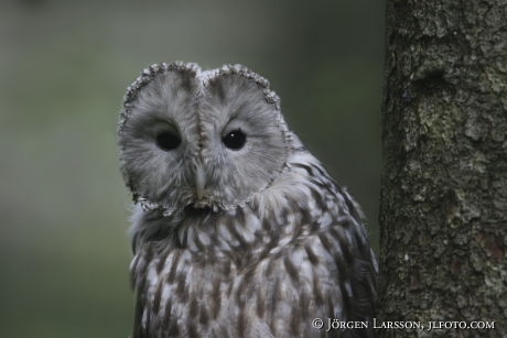 Strix uralensis