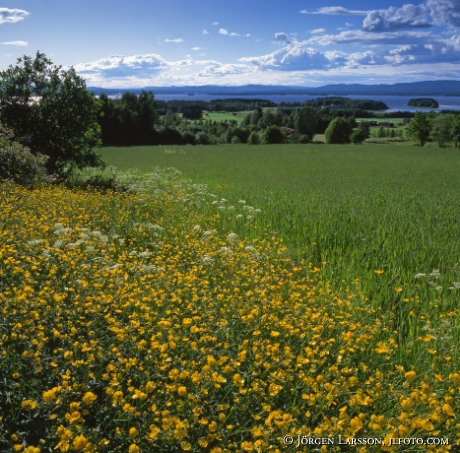 Smörblommor Orsa Dalarna Sverige