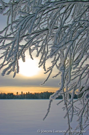 Sol Frost Gren Siljan dis grenar björk kallt snö