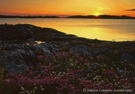 Sunset flowers Smaland Sweden